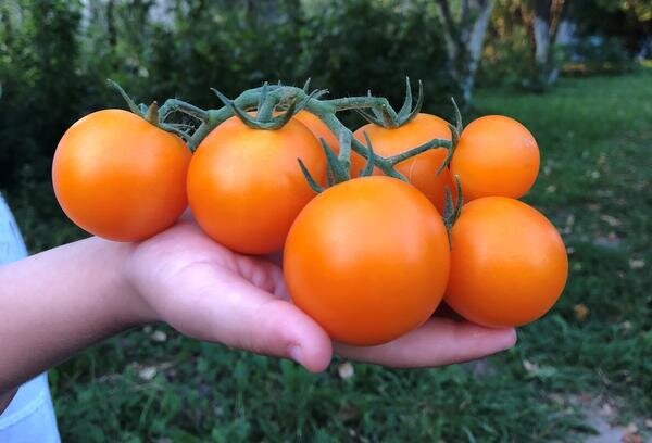 
‘Черри Златояр F1’
