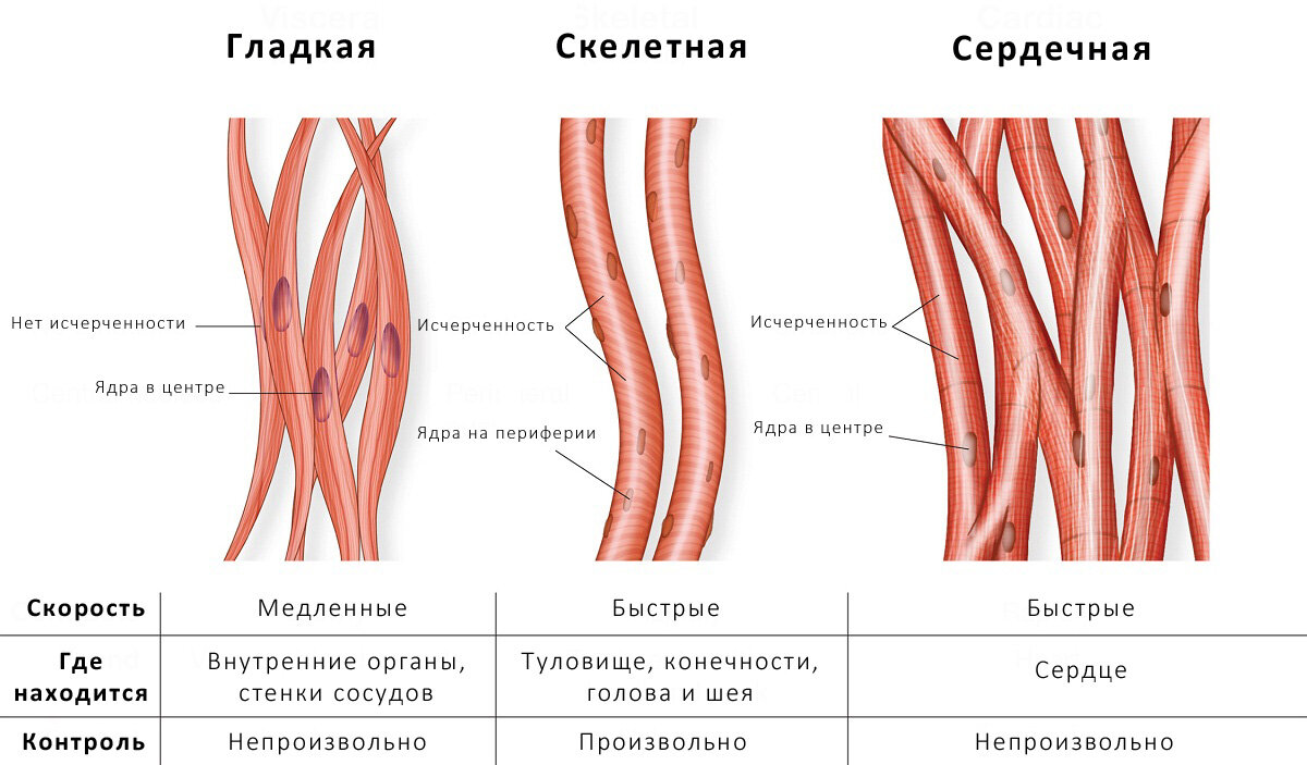 Мышечная ткань виды. Скелетная мышечная ткань и гладкая мышечная ткань. Скелетная сердечная и гладкая мышечная ткань. Скелетная ткань гладкая строение. Строение сердечно мышечной ткани.