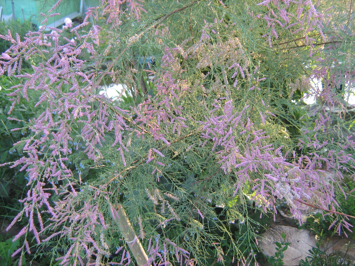 Тамарикс с розовыми цветами