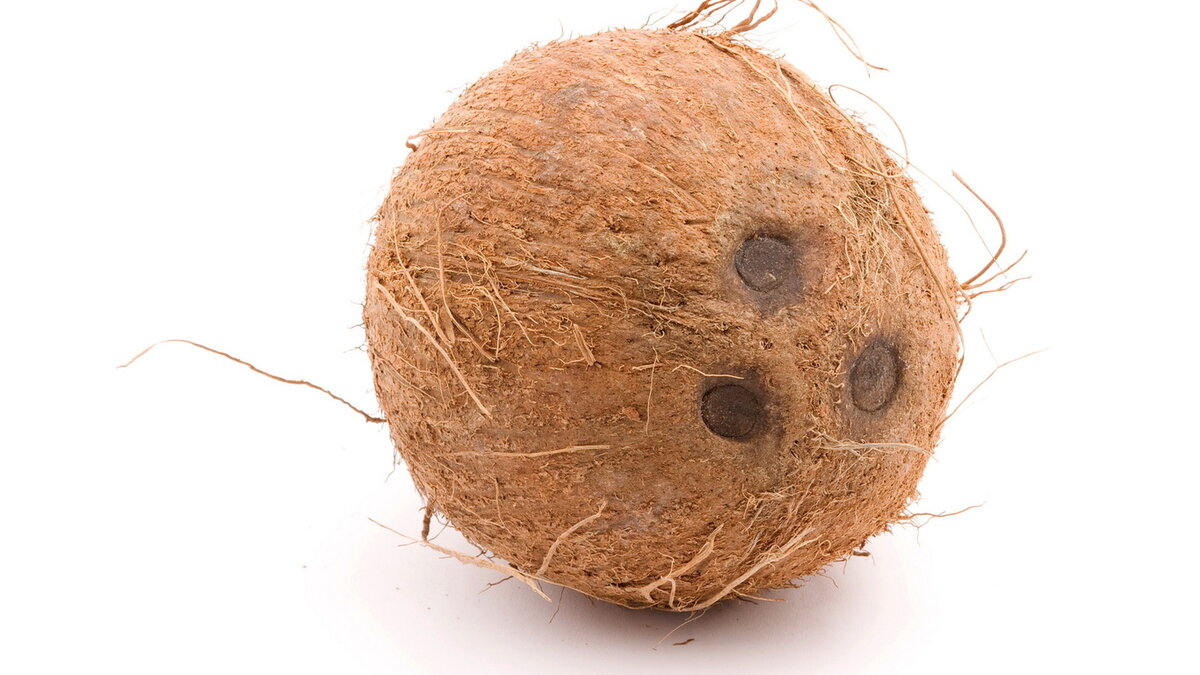 2. Кашпо или горшок из кокосовой скорлупы