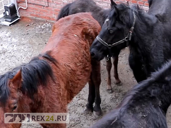 Фото: 24.мвд.рф