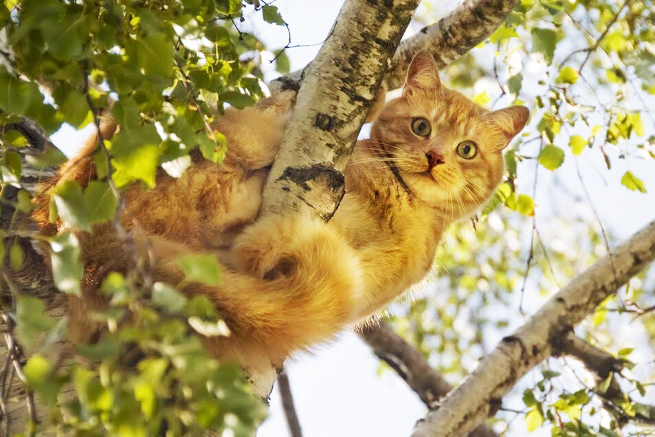 Источник фото: photo.99px.ru 