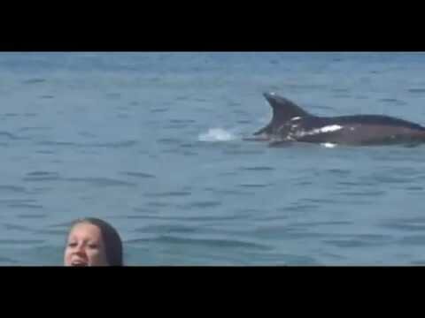 Нападение дельфинов. Дельфины нападают на людей. Дельфины нападают на людей черное море. Нападение дельфина на человека.