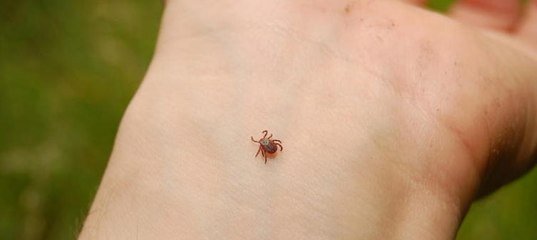 Собственно сам клещ