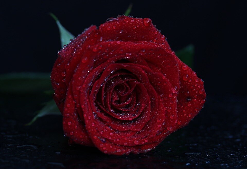 Пленительная роза это уникальный компонент в любом букете ароматов! 