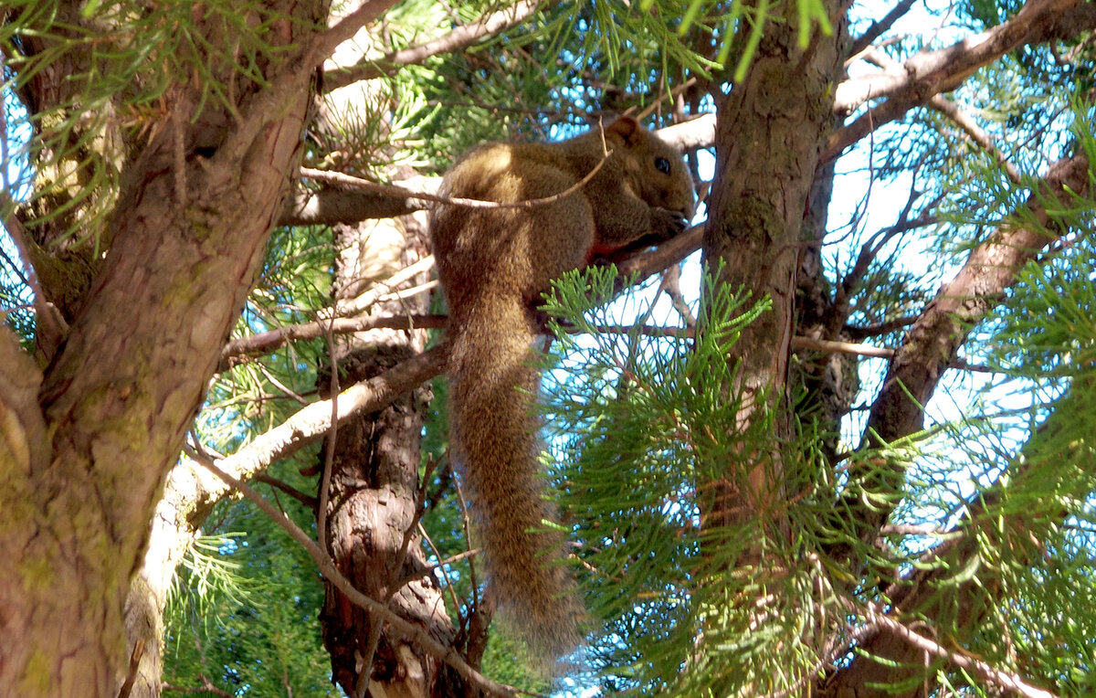 Дневник жизни дзен храма "У Вэй" (Китай)