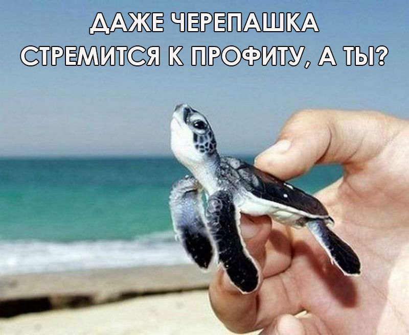 Новичок инвестор и я) 