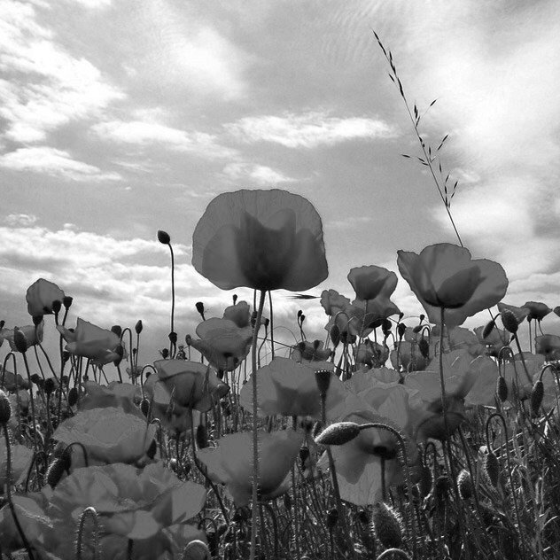 Цветы превратились в серые пятна, а небо стало плоским и унылым