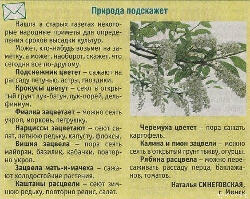 Посадки по народным приметам. Народные приметы для посадки огорода. Приметы посадки овощей. Посадка овощей по народным приметам.