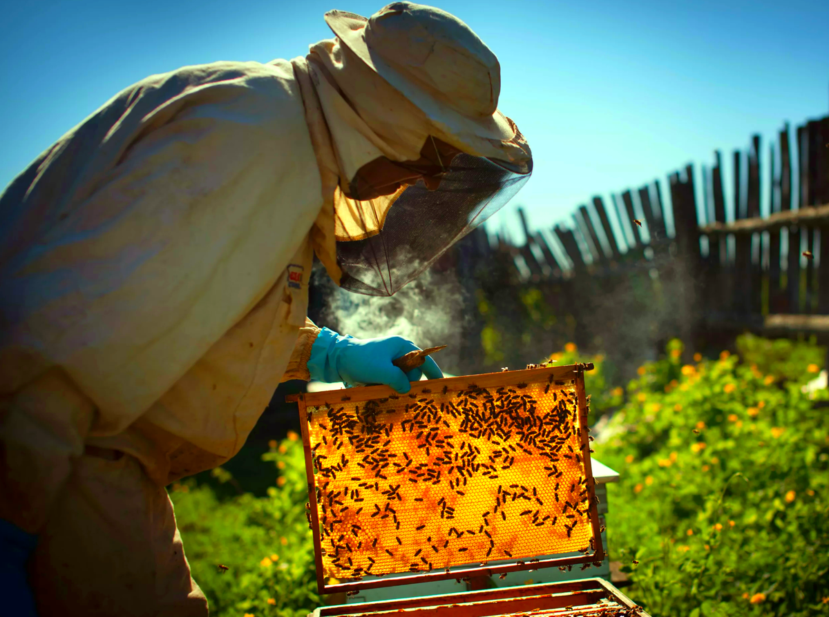 Теоретические и практические советы для начинающих пчеловодов Это будет  для вас профессиональное занятие или некое интересное увлечение в свободное  от работы время".