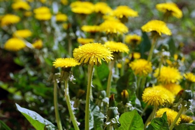 Используется фотография из открытого источника интернета