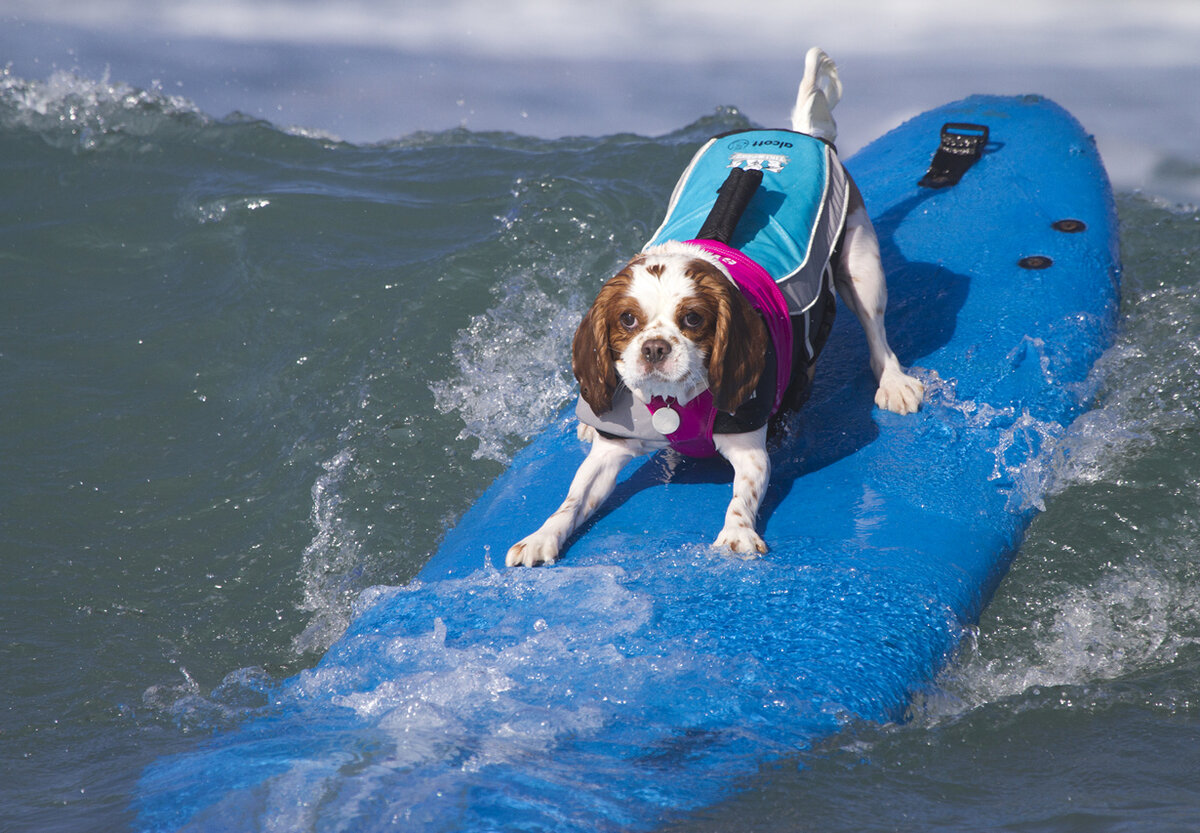 Источник фото: https://kot-pes.com/wp-content/uploads/2018/09/post_5ba34cc3543df.jpeg