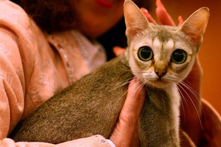 Сингапура, самая маленькая порода кошек | 😺 ПетКлаб | Дзен