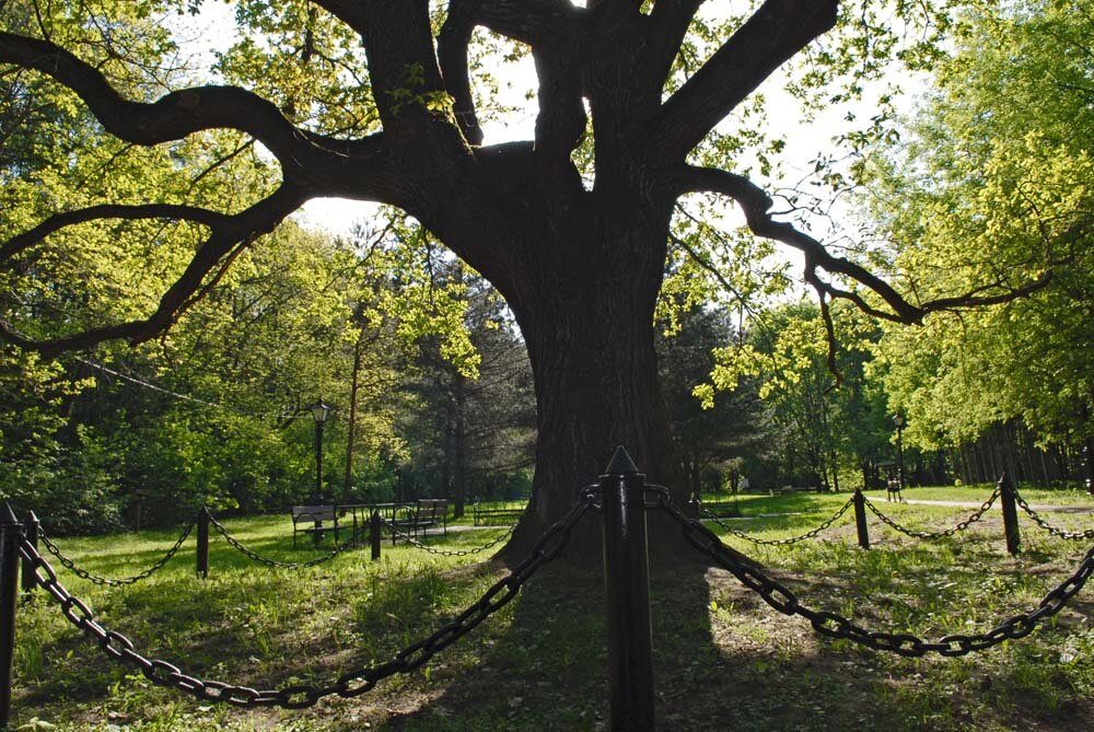 Дуб Лемешева. Фото Елены Головань