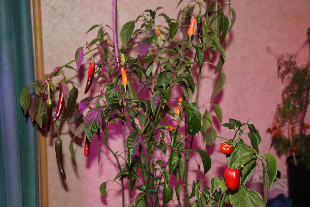 Фотографии в материале авторские