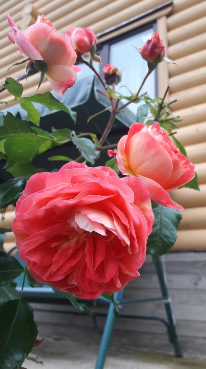 Гербрюдер Гримм. Флорибунда. Очень выносливая, красивая роза. Если начинаете с розами - именно эта роза вас точно не разочарует. 