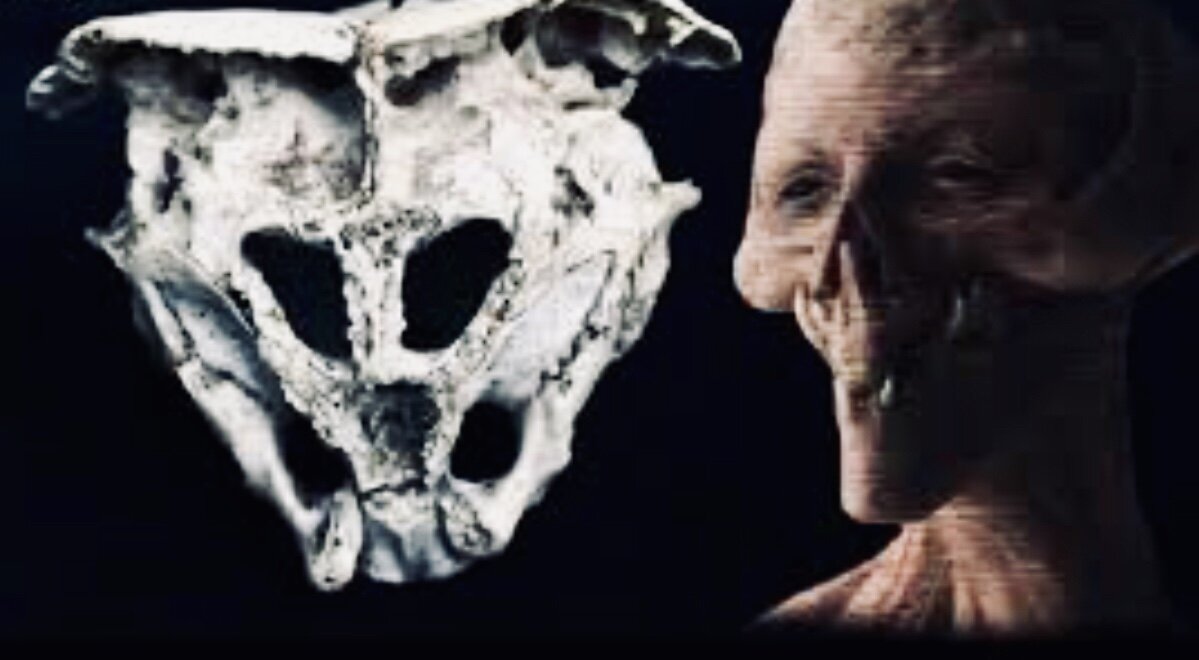 Ученые на основе черепа спроектировали то, как выглядело существо с таким черепом