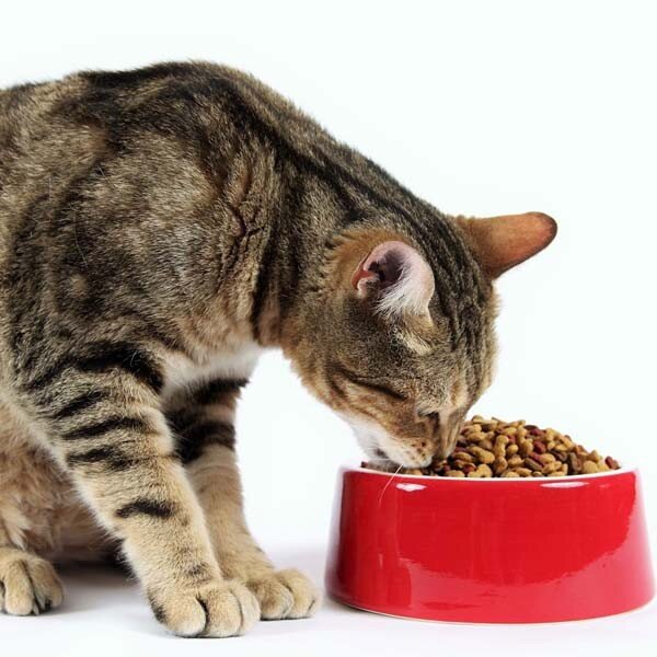 Почему кошка ест котят есть своих. Миска для кота. Кошка ест из миски. Корм для кошек. Котенок кушает.