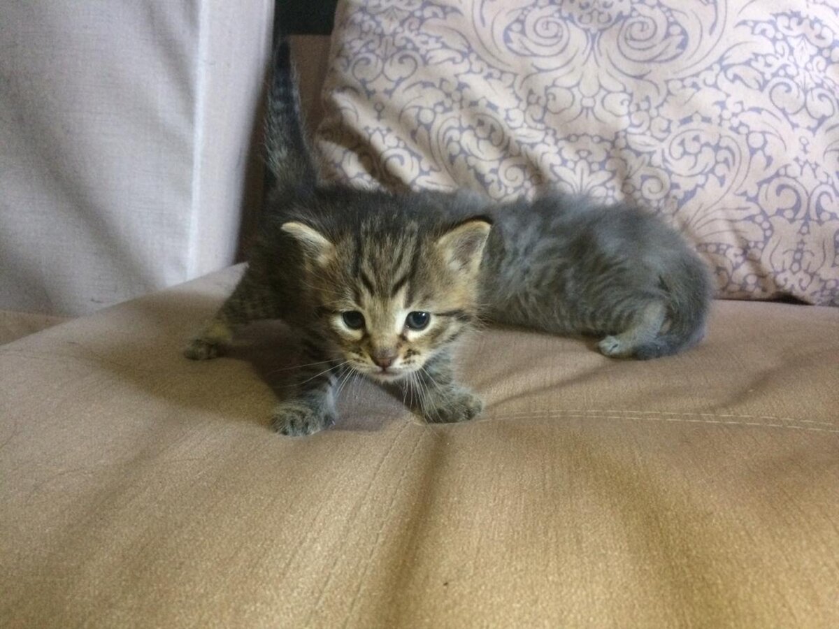 Котенок Муфаса. 