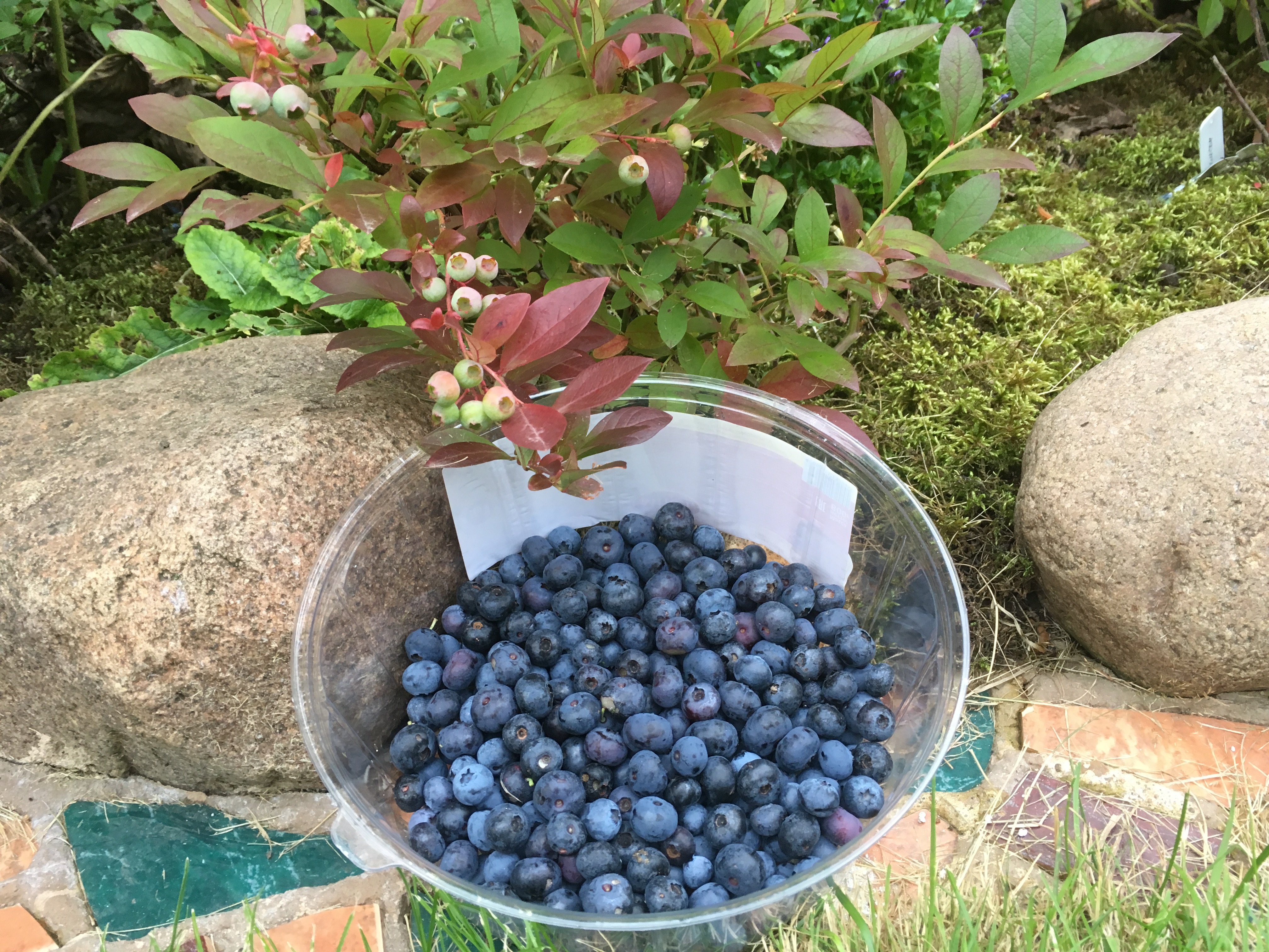 Куст голубики садовой. Голубика Садовая. Голубика Садовая куст. Голубика Садовая крупномеры. Голубика Садовая (сорт 'Herbert').