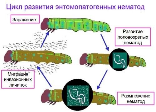 Научный проект защита овощных культур от нематод