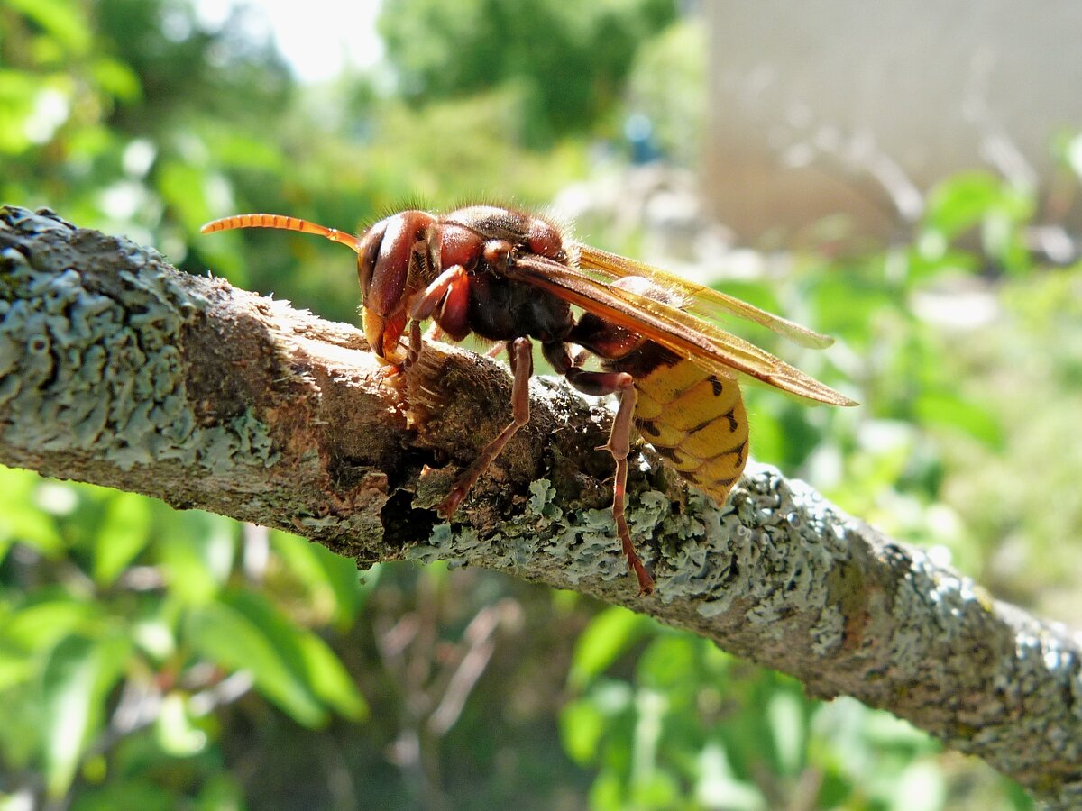 Vespa crabro («оса шершень»)