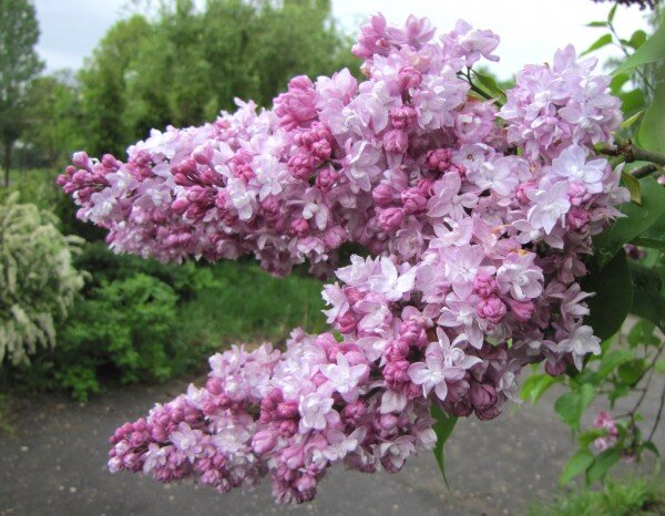 Олимпиада Колесникова