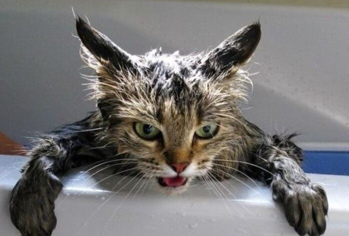 Мокрый котенок просил о помощи но никто так и не помог | Эники-Беники | Дзен