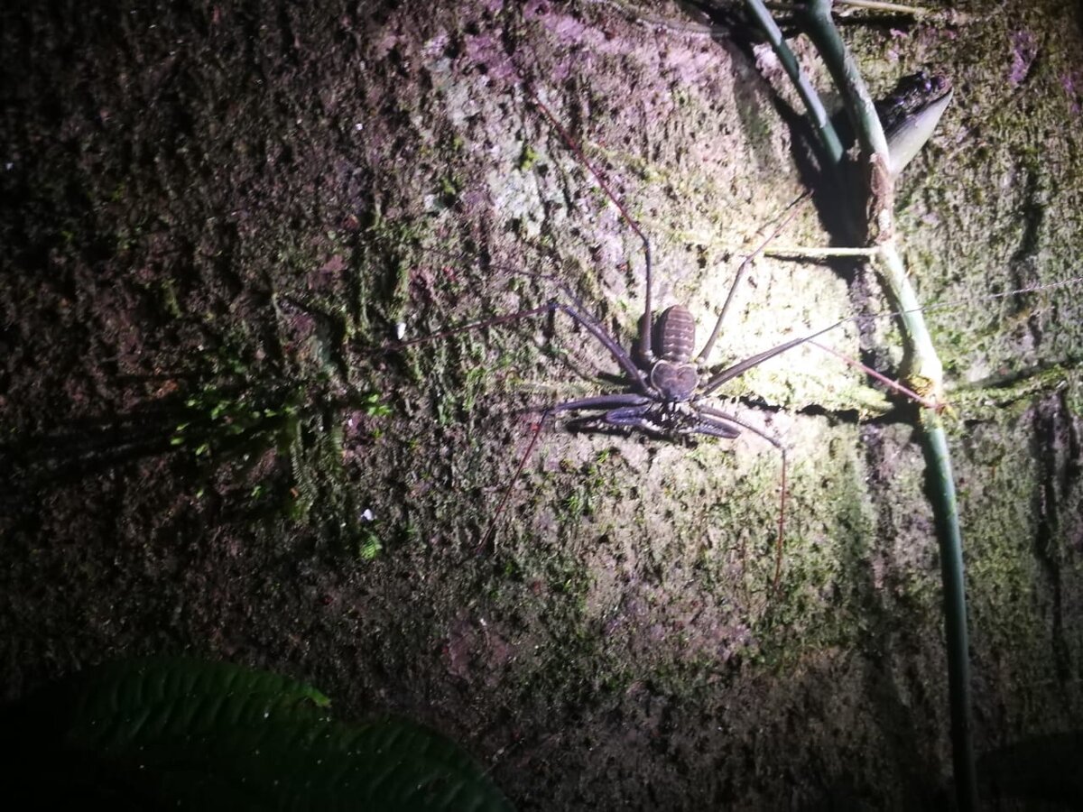 Краб Паук (Selenopidae)