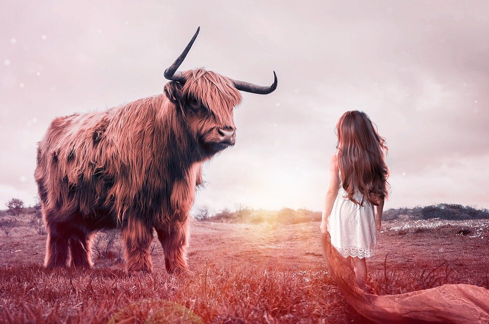 https://pixabay.com/ru/photos/%D1%80%D0%B5%D0%B1%D0%B5%D0%BD%D0%BA%D0%B0-%D0%B1%D1%8B%D0%BA-%D0%B3%D0%BE%D0%B2%D1%8F%D0%B4%D0%B8%D0%BD%D0%B0-%D1%81%D0%BA%D0%BE%D1%82-%D0%B6%D0%B2%D0%B0%D1%87%D0%BD%D1%8B%D0%B9-3352210/