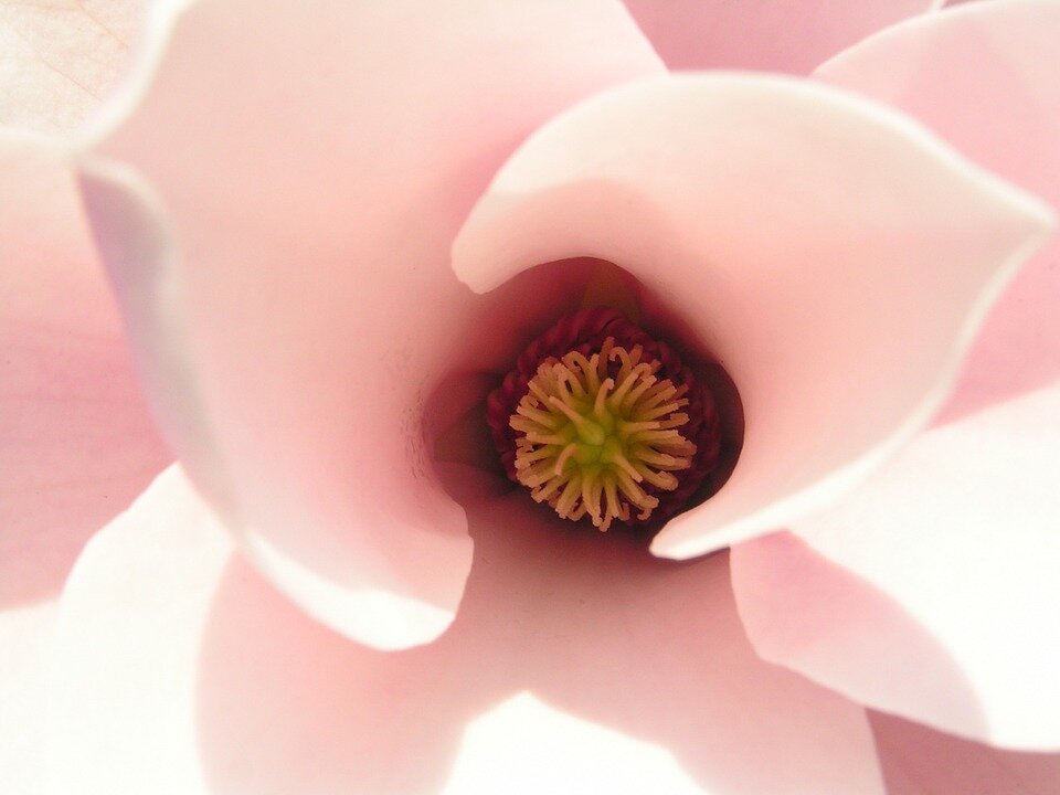 https://cdn.pixabay.com/photo/2014/02/14/14/25/magnolia-265992_960_720.jpg