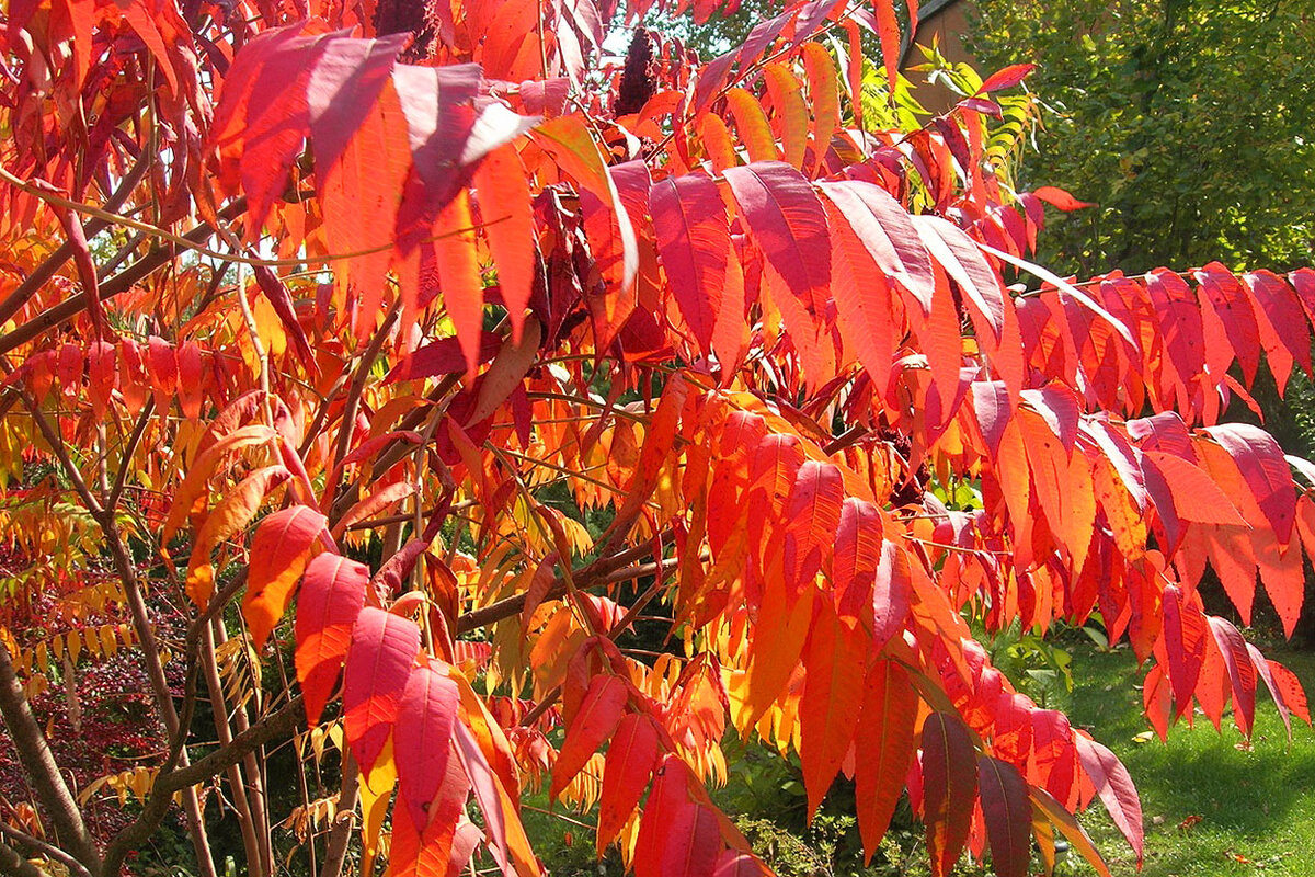 Сумах оленерогий, пушистый, уксусное дерево (Rhus typhina).