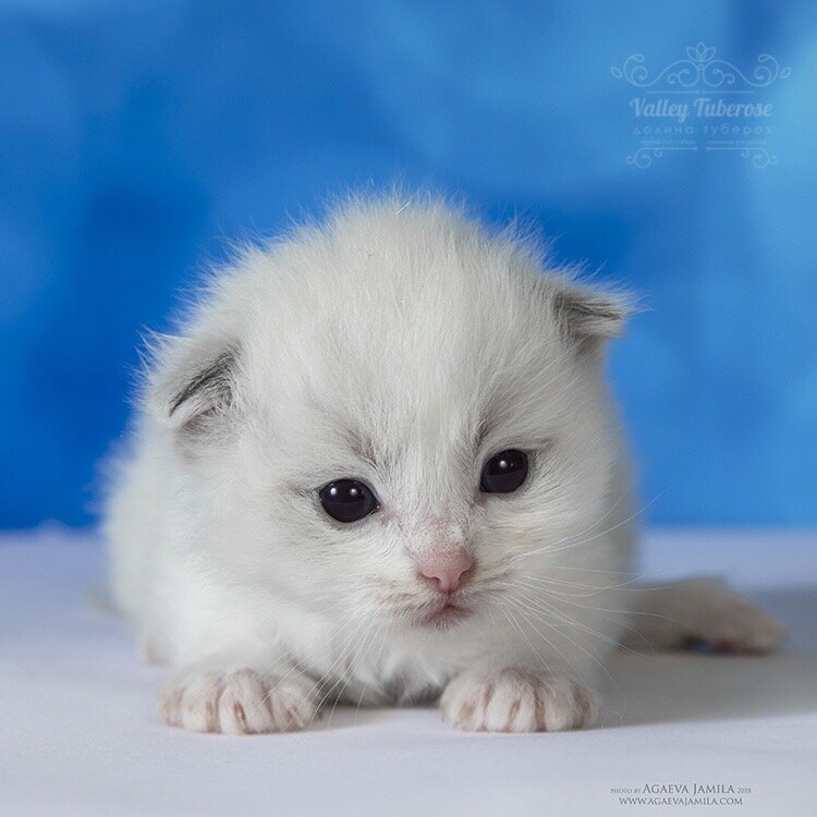 Котенок рэгдолл. 