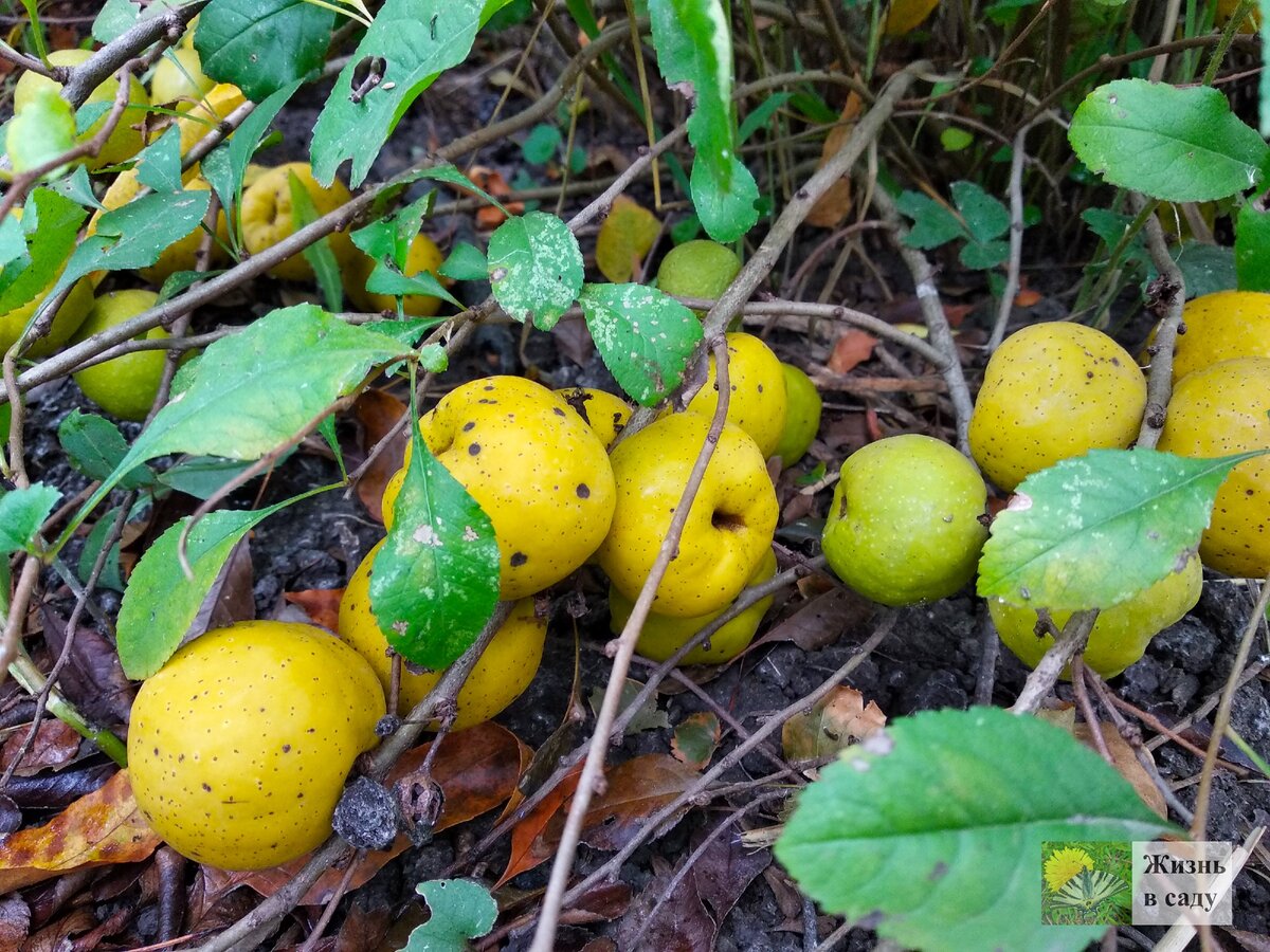 Фото автора. Нажимайте на стрелочку, чтобы увидеть другие фотографии
