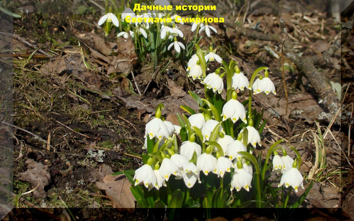 Белоцветник весенний. https://vk.com/photo-159774511_457242664