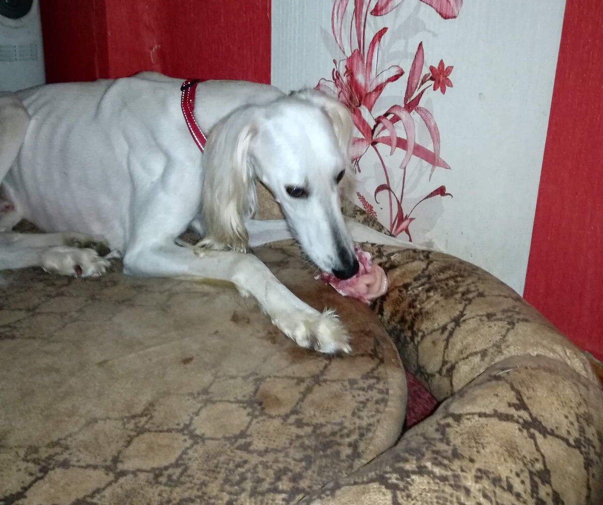 Тазы Борзомир Амир