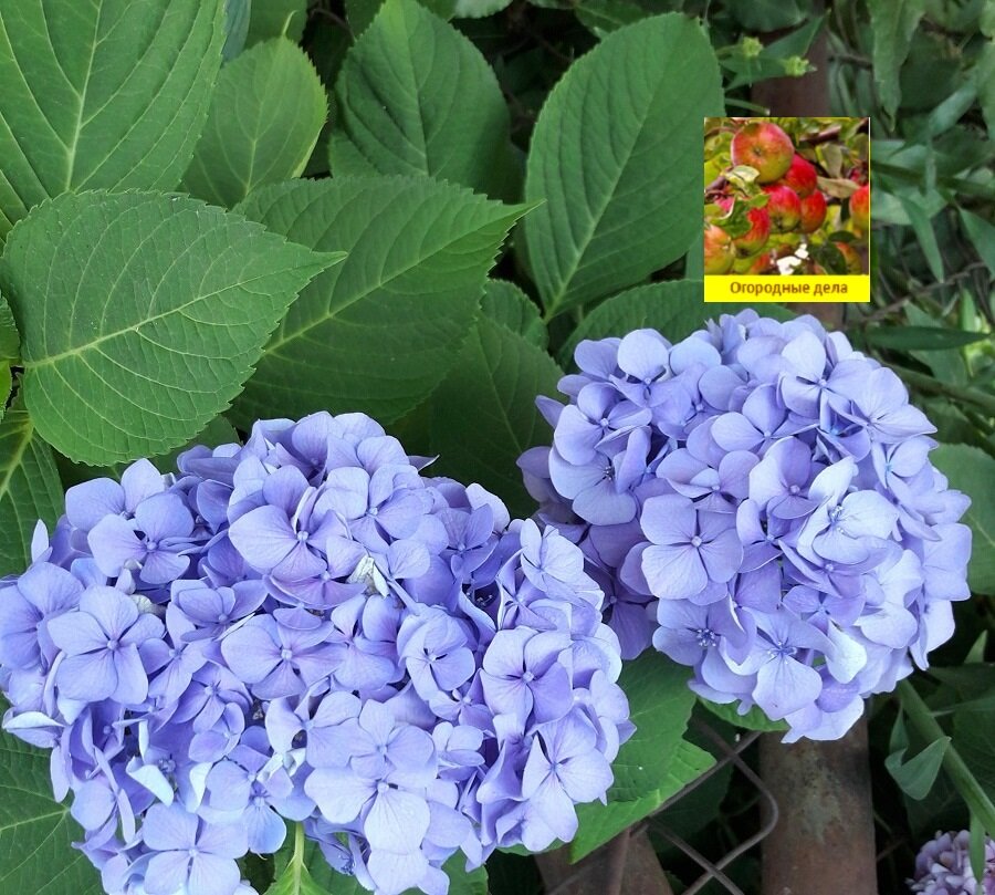 Интересные цветы для дачи: голубые гортензии, которых много растет в Абхазии