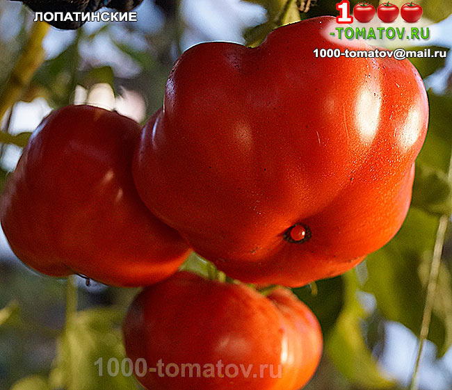 Томат Лопатинские фото 2