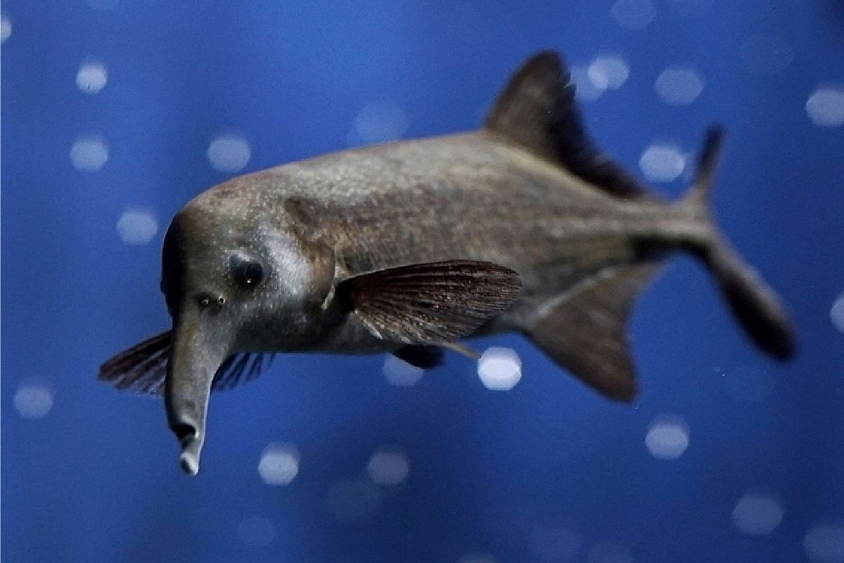 Удивительная рыба-слон напоминает нам о том, что не семгой единой 😊