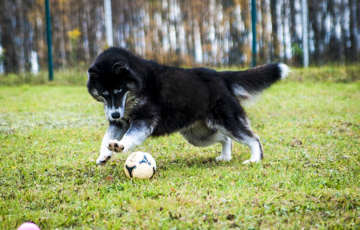 *статья содержит партнерский материал