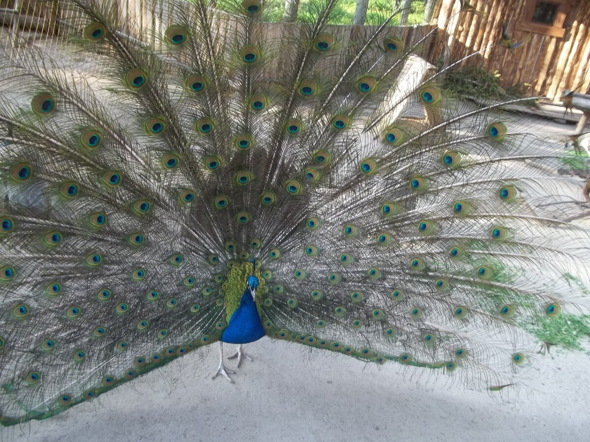 Вот такой вот павлин-мавлин живёт в зоопарке при вотчине Деда Мороза
