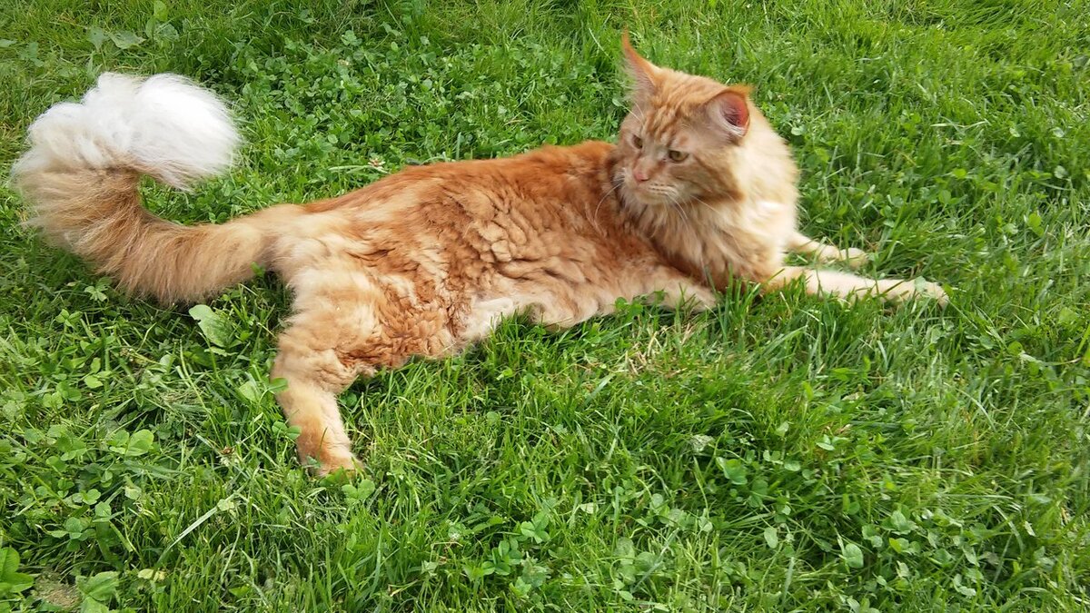 Кот постоянно плюхается на бок, отчего и получил ласковое домашнее имя Плюша