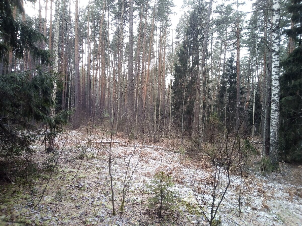 Вигвам» для жизни в лесу  Дом из веревок и палок | Уйду в лес | Дзен