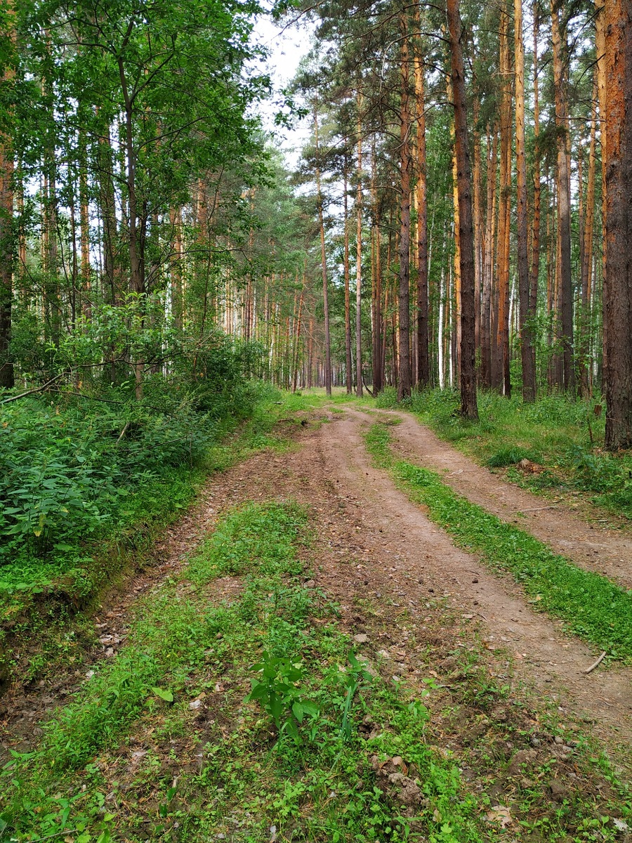 Лесная дорога