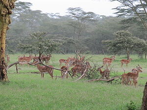 Самец с гаремом
