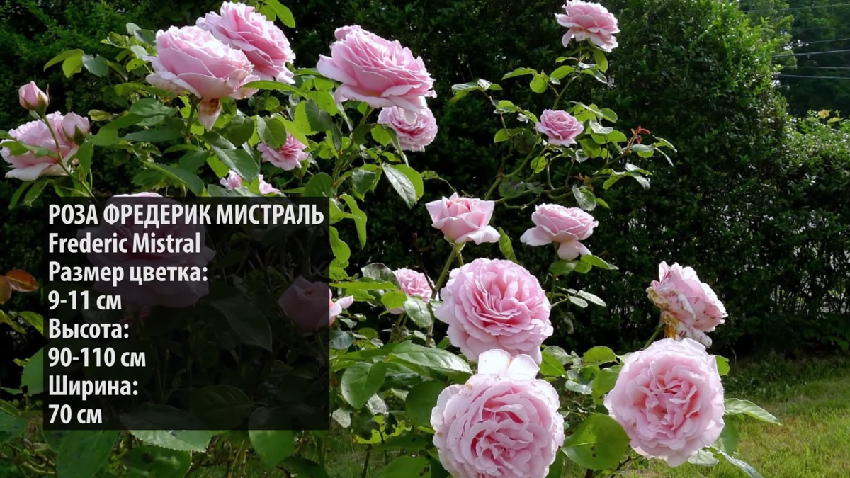 РОЗА ФРЕДЕРИК МИСТРАЛЬ (yandex.ru/images + авторские поправки!)