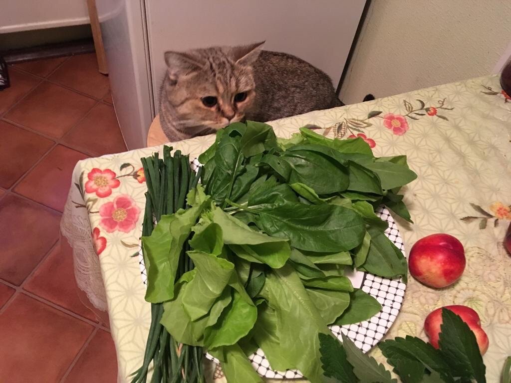 Ну и что ты принесла с огорода?