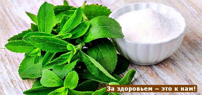 Стевия - заменитель сахара