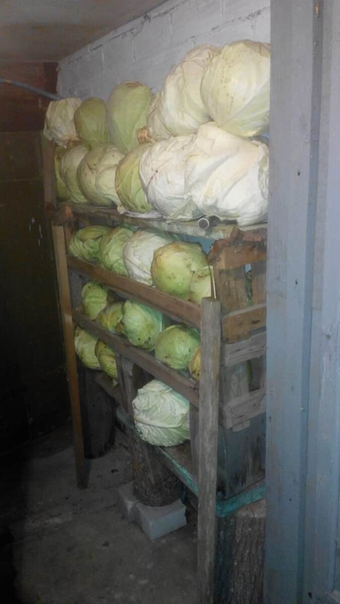 капуста в погребе
