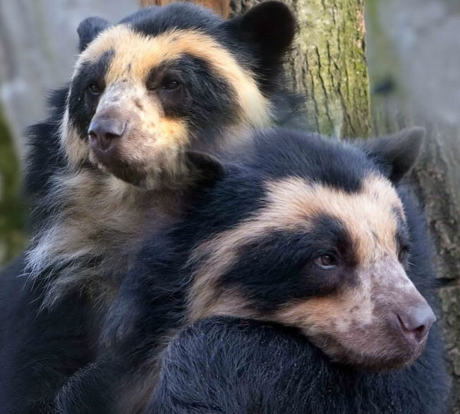 Необычная раскраска морды медведя